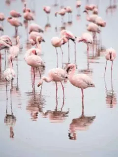 Flamingos in Cyprus