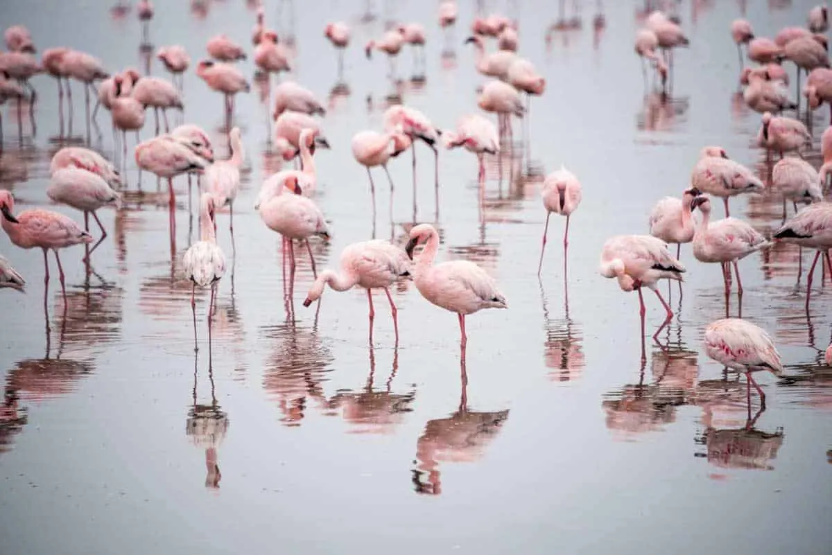 Flamingos in Cyprus