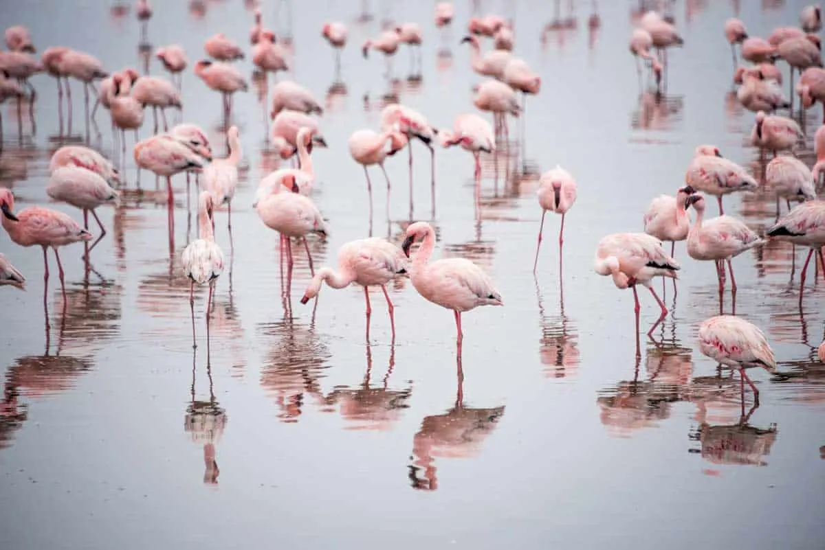 Flamingos in Cyprus