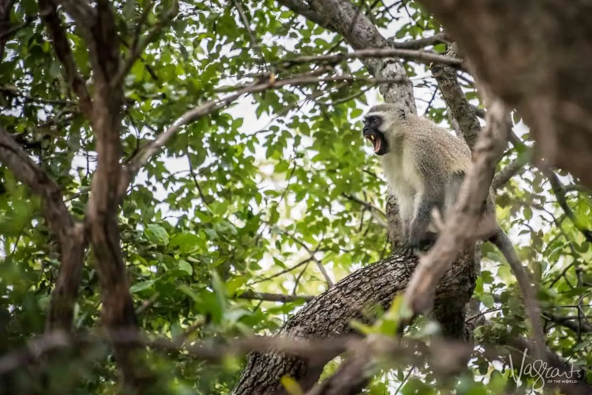 Monkey sitting in a tree on the Panorama Route South Africa. you will never know what wildlife you may encounter on your panorama route from Johannesburg to Kruger