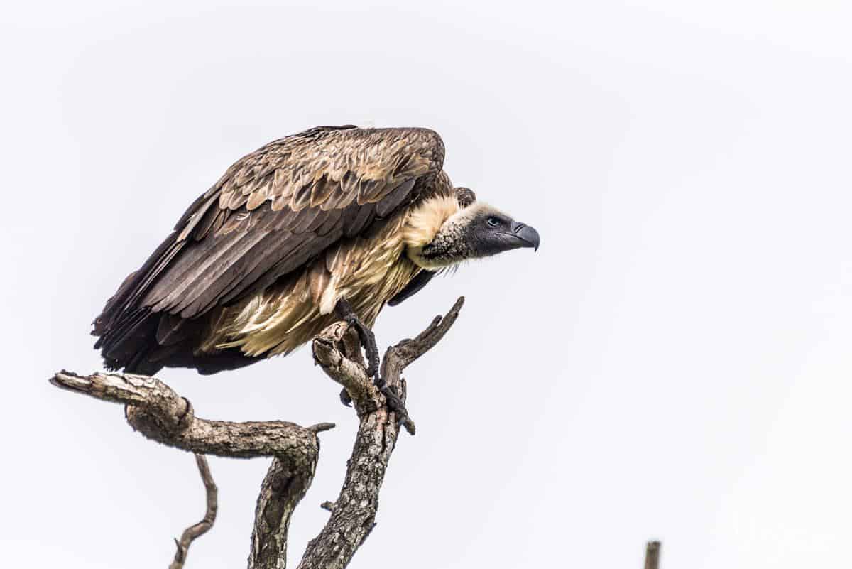 Vulture sitting on a tree on the Panorama Route South Africa. One of the best places to explore in South Africa