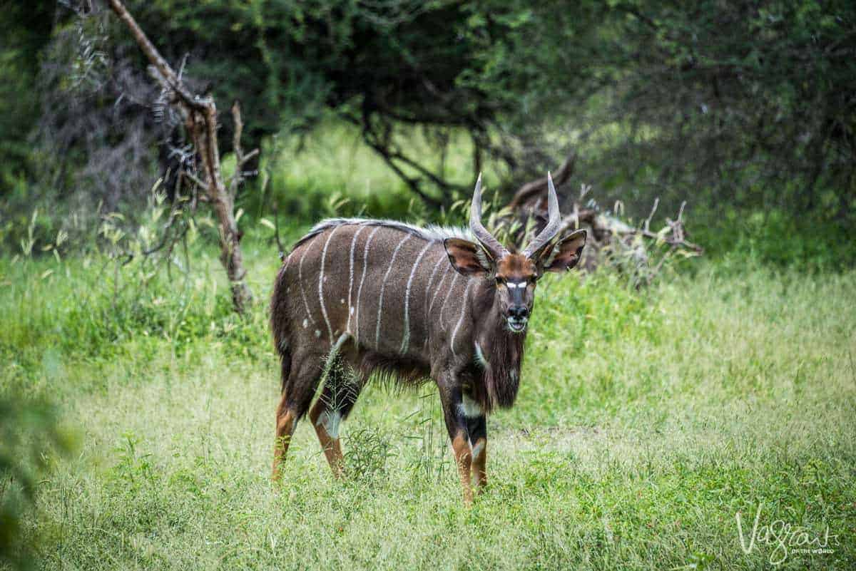 Panorama Route South Africa - White striped brown Antelope in grass