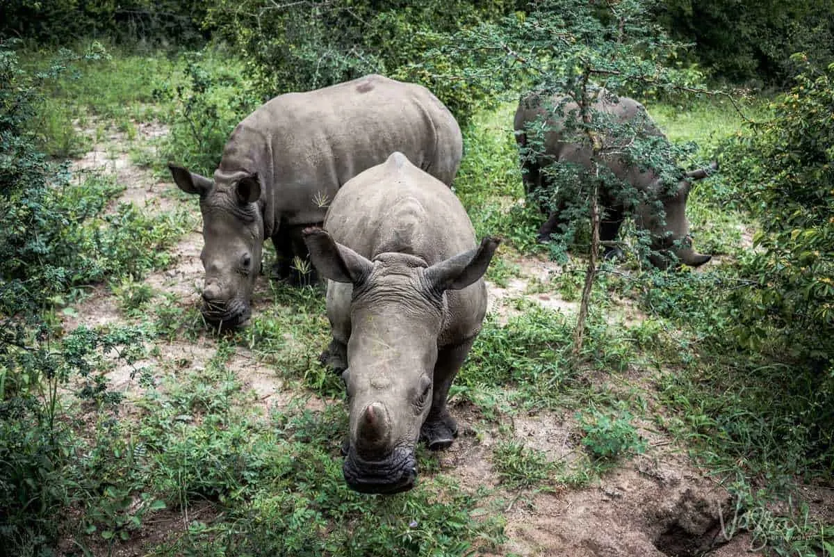 3 rhinos standing in vegetation at the Hoedspruit Endangered Species Centre Panorama Route South Africa. The panorama route is one of the best places to explore in southern africa.