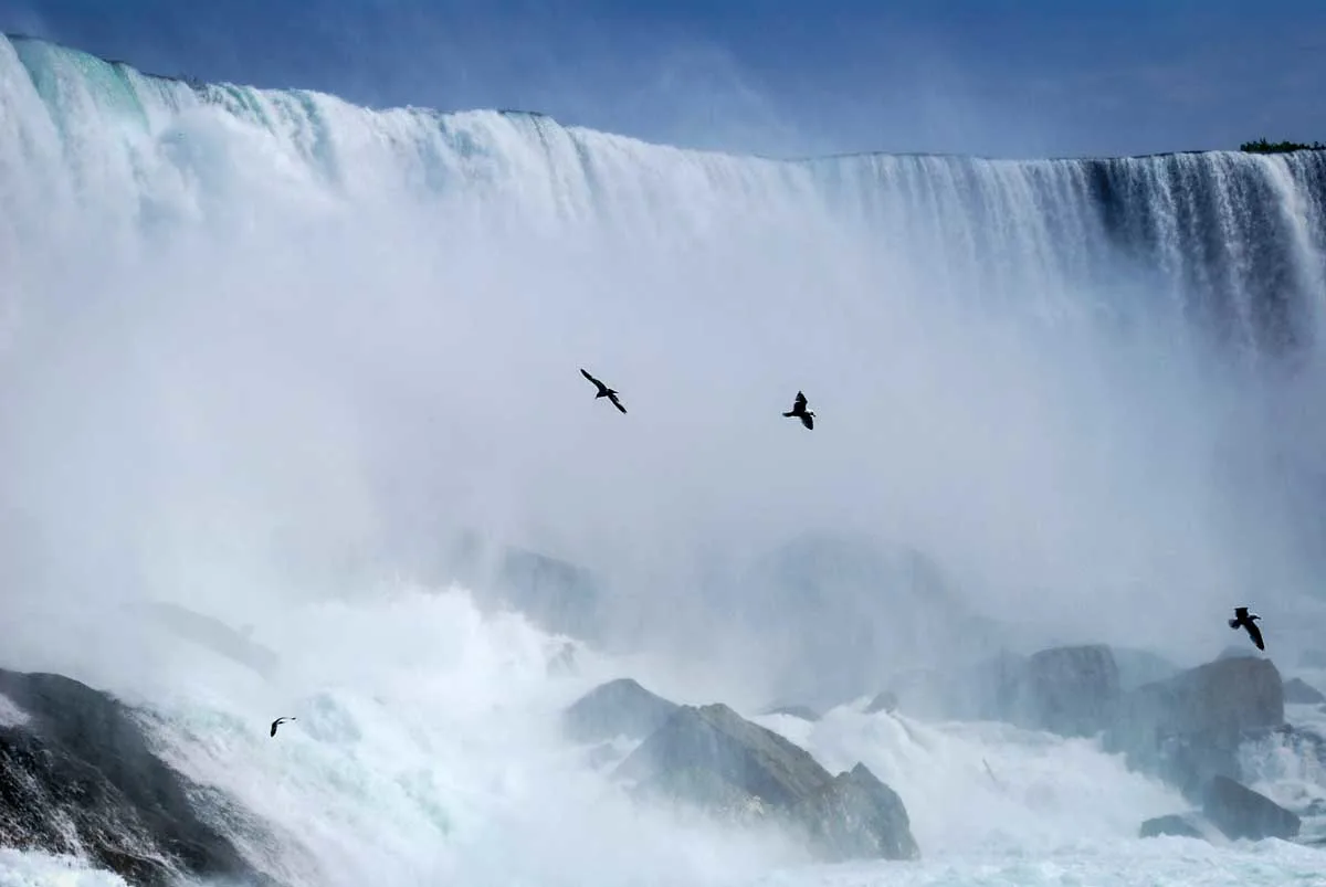  a view of Niagara Falls with birds flying across the face of the falls in the spray. A visit to Niagara falls is the best thing to see in Canada