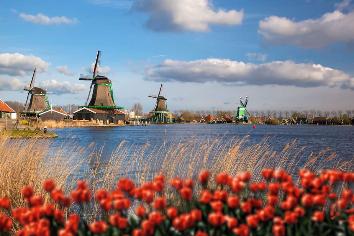Traditional dutch windmills along a river with red tulips in the foreground. 