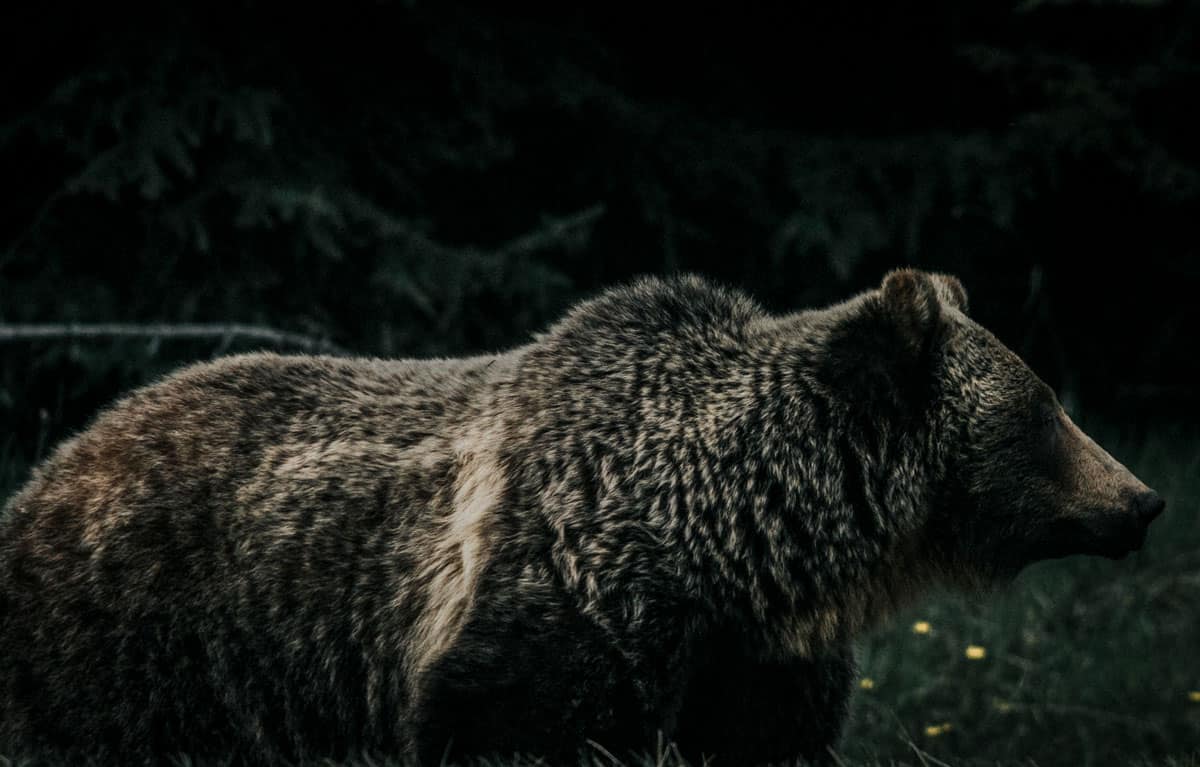 Wild Bear in Canada