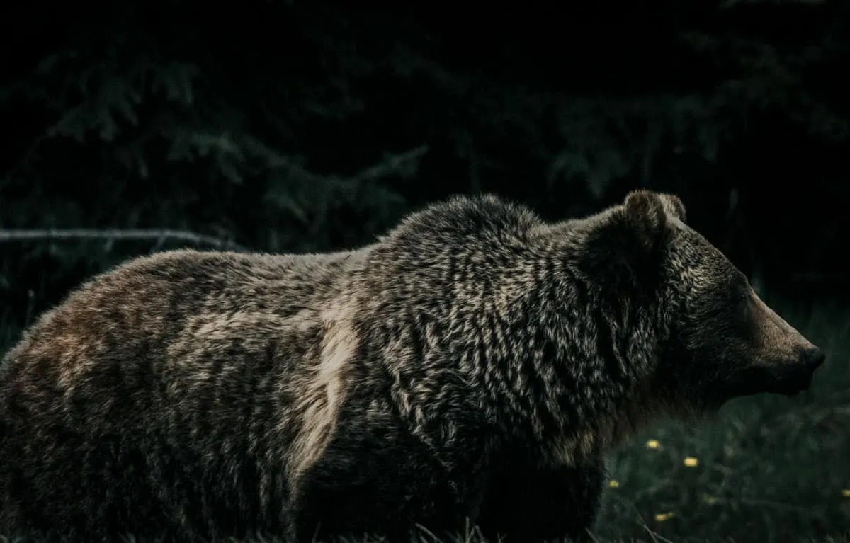 Wild Bear in Canada