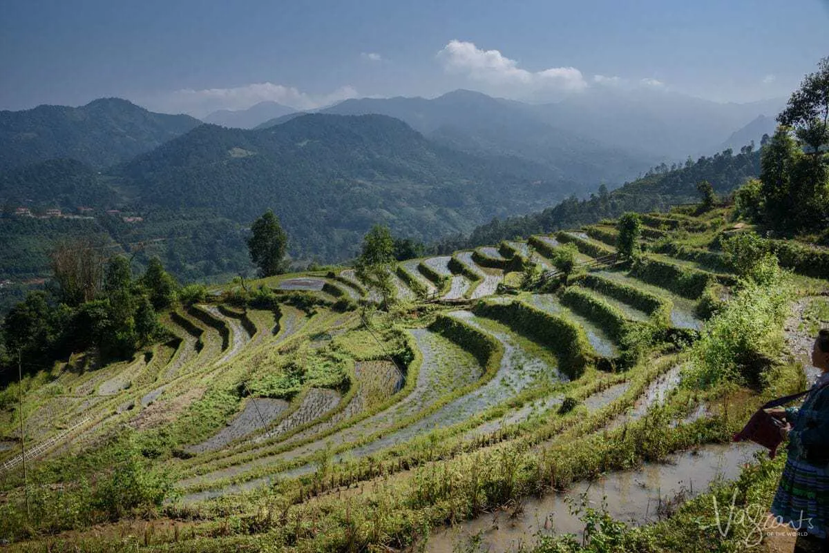 Trekking in Sapa - Rice fields