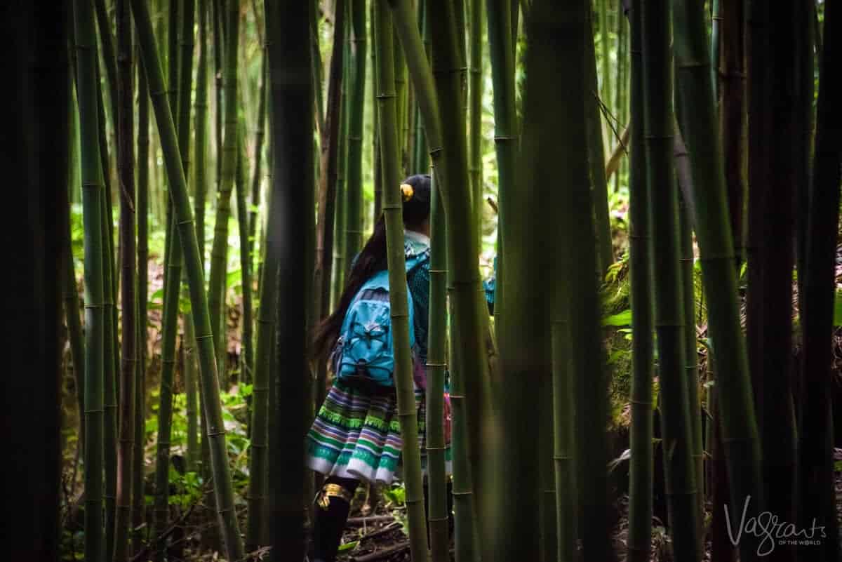 Trekking in Sapa Vietnam - Bamboo forests