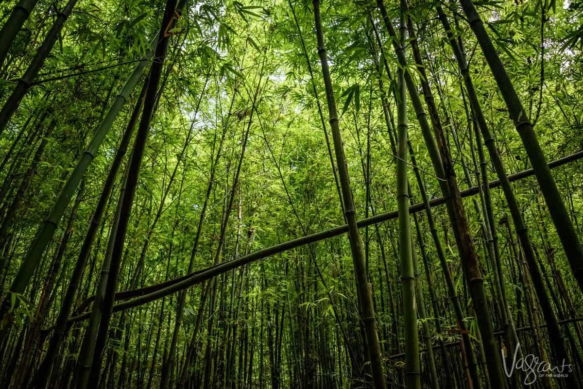 Trekking in Sapa Vietnam - Bamboo forests