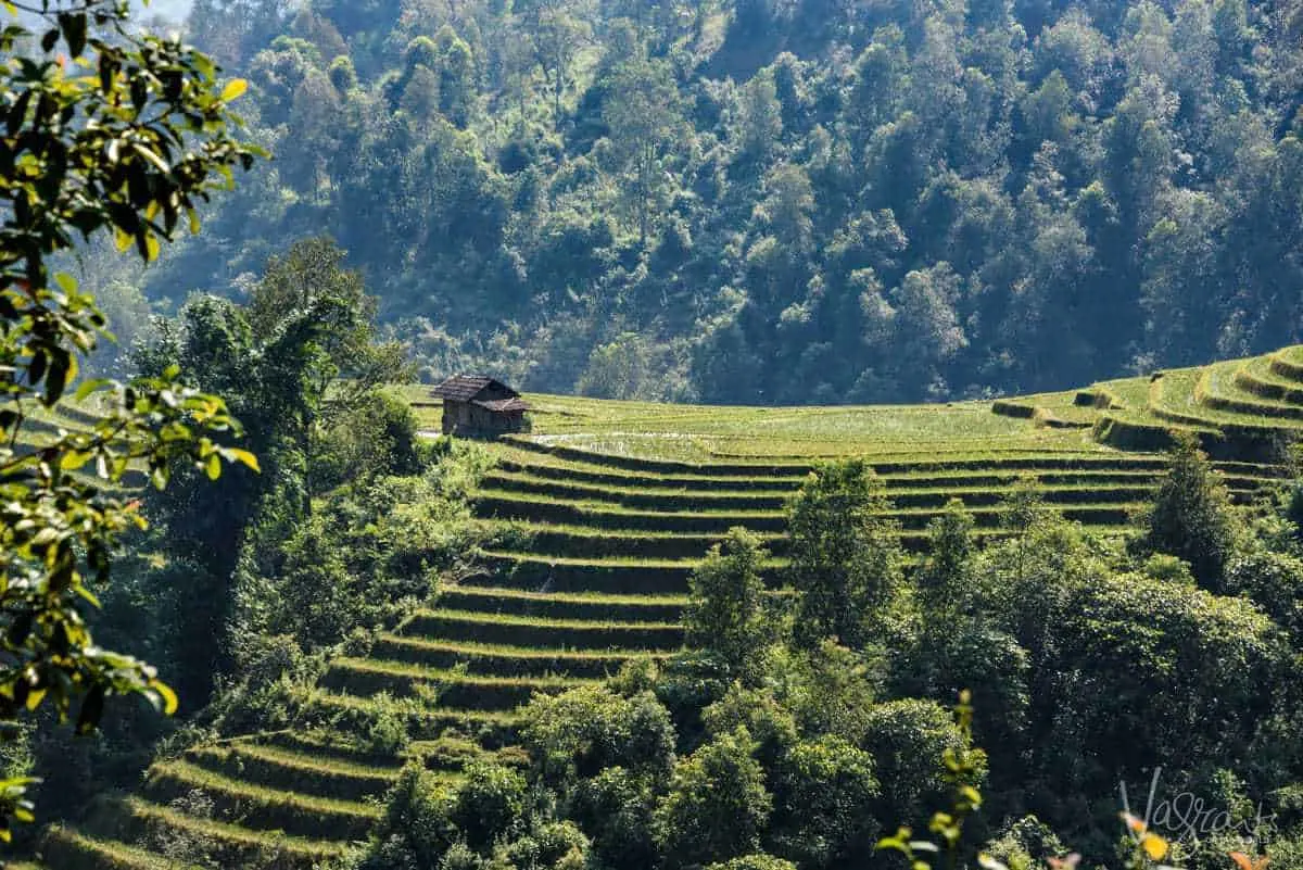 Rice fields of Sapa