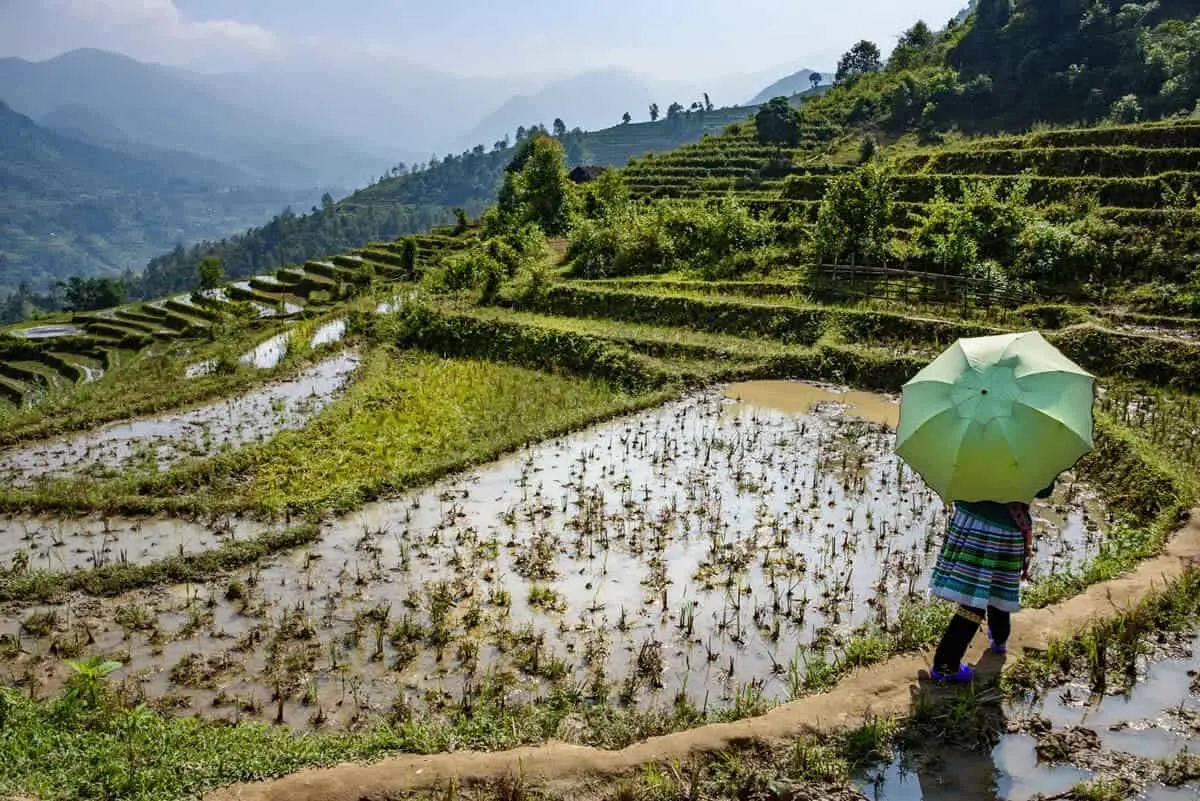 Local guide walks in rice terraces in Sapa