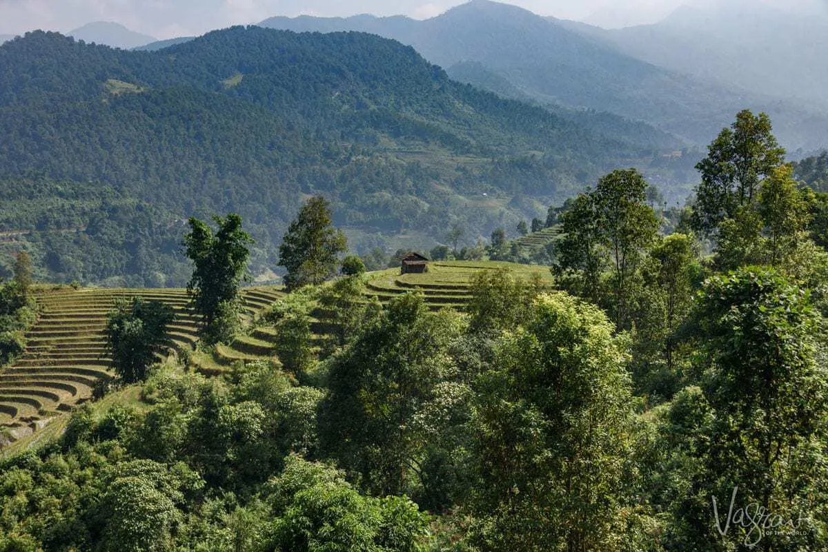 Rice terraces in the Sapa mountains