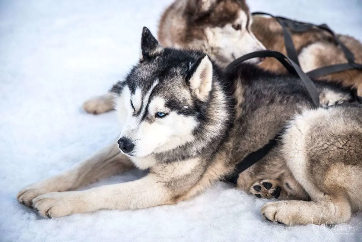 Husky's sitting on the snow wearing sled harnesses. Husky sledding is a popular thing to do in Europe in the winter.