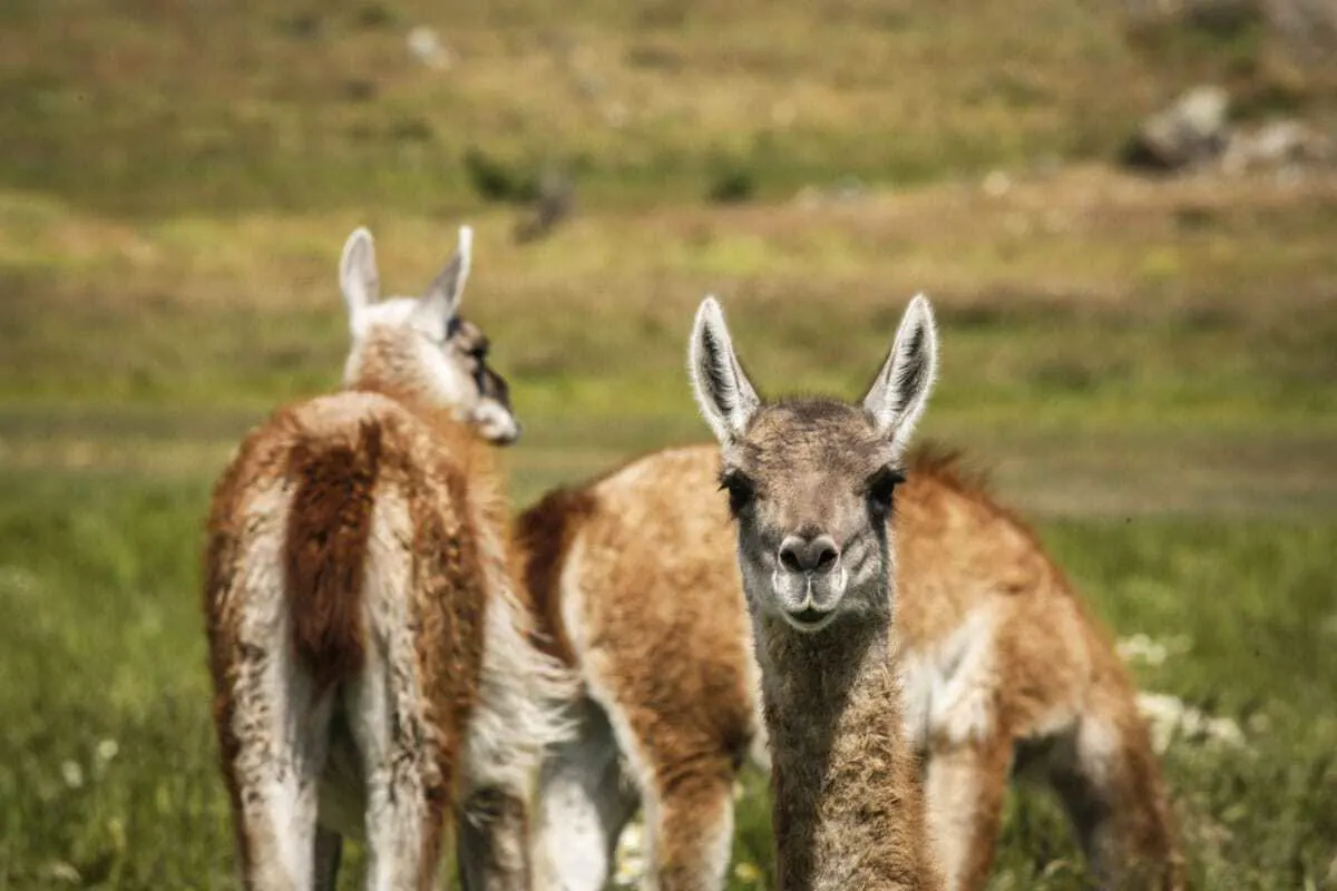 Guanaco's - Wildlife in Patagonia South America