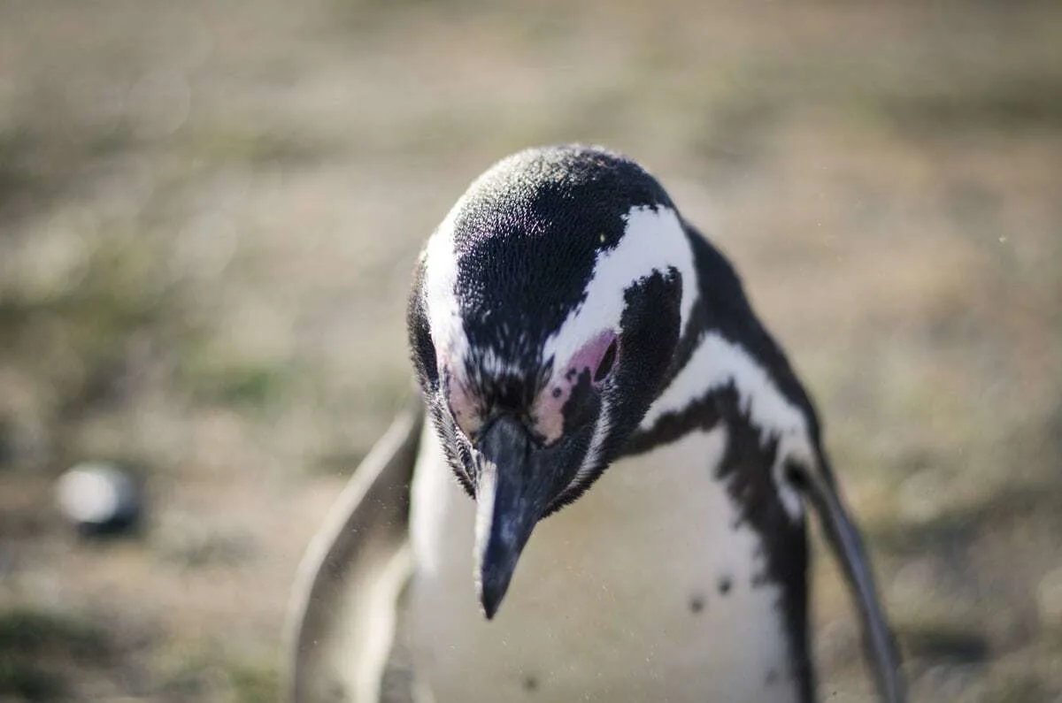 Penguin - Wildlife in Patagonia South America