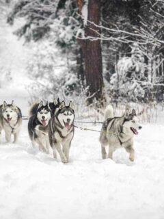 Husky sledding in the snow is one of the most amazing things to try in Europe in winter