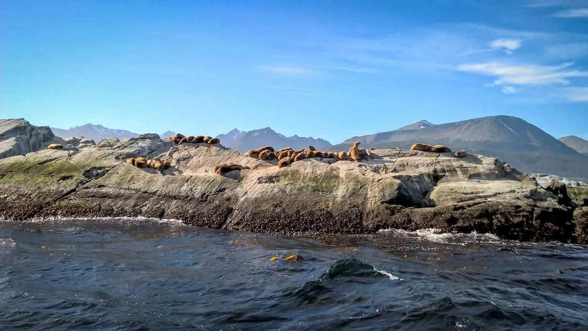 Seals on a rock on the southern coast of patagonia while sailing from Punta Arenas to Puerto Williams