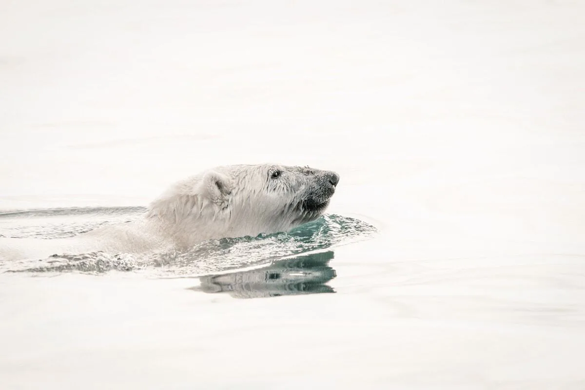 Polar bear swimming in the flat sea. 