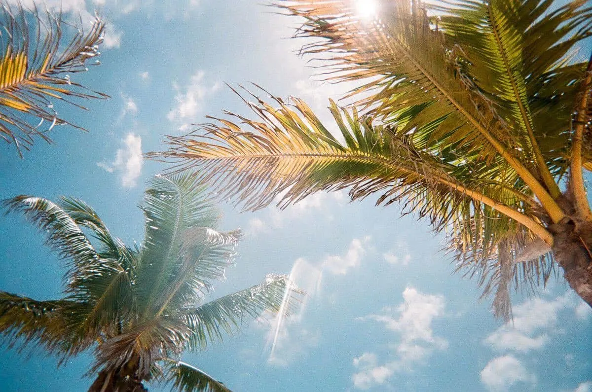 Sun shining through palm trees on Amelia island. 
