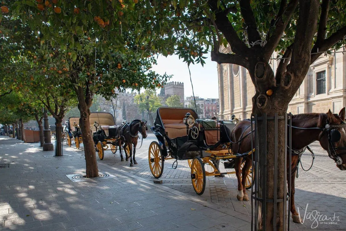 Horse and carriages parked under the shade of orange trees near the cathedral in Seville. 