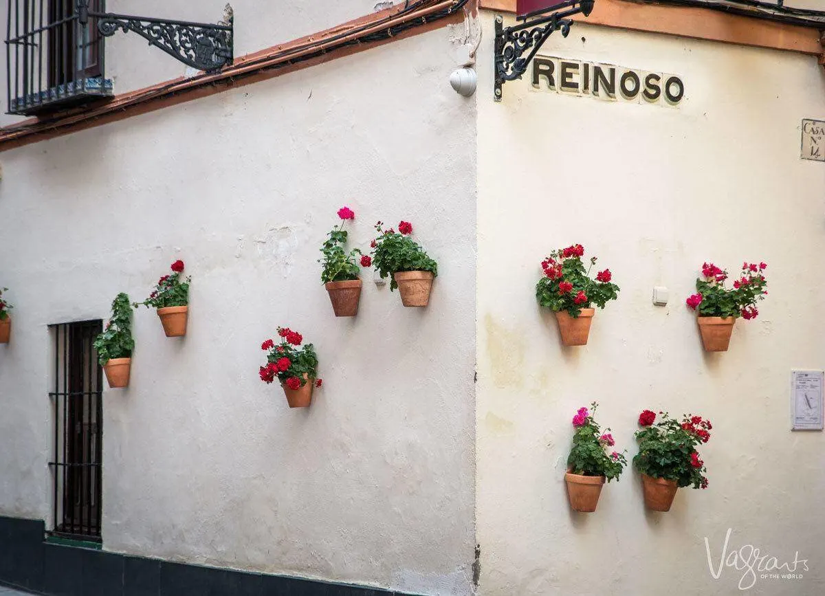 Flowering pots on Reinoso corner against whitewashed walls along a tour of the streets of Seville.