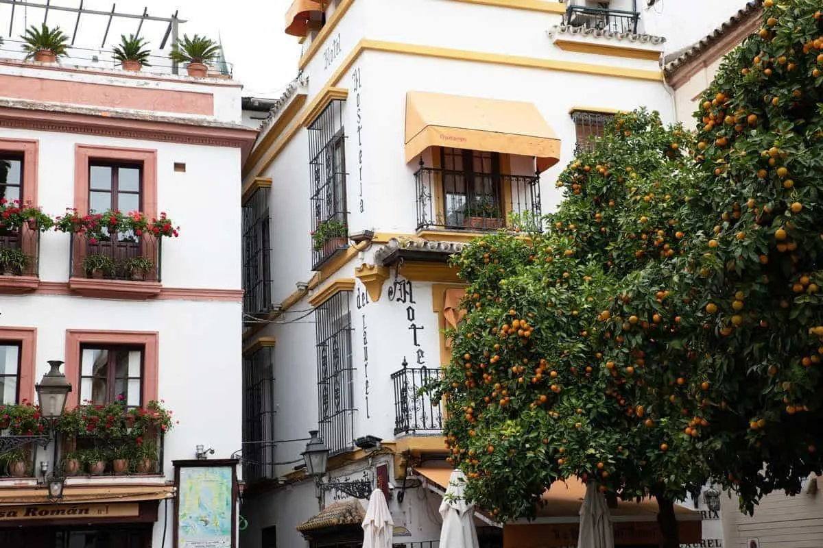Street corner and tree heavily laden with oranges at Plaza de los Venerables. 