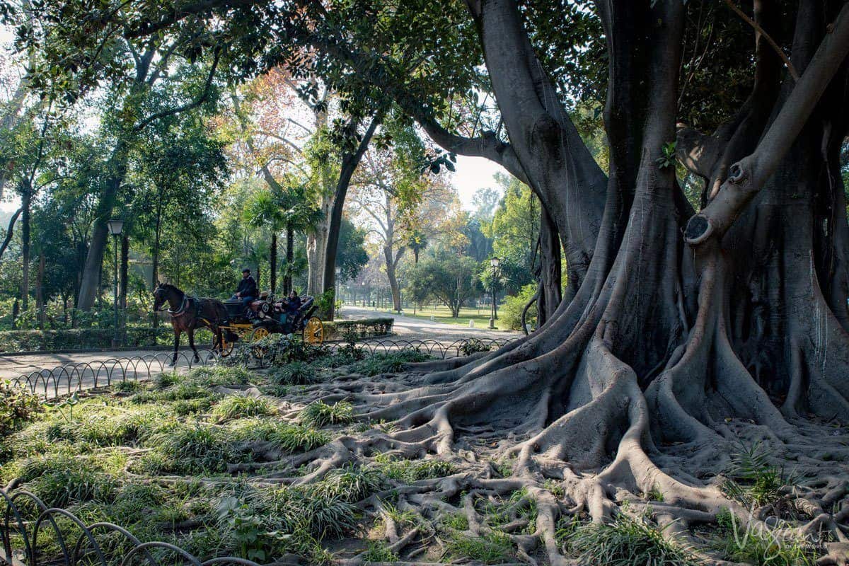 Horse and carriage going past giant tree in Parque de Maria Luisa Seville. 