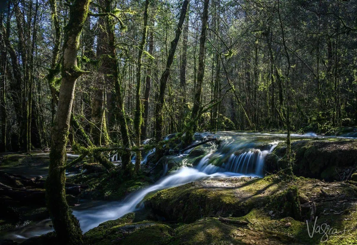 Creek running through a mossy forest. 