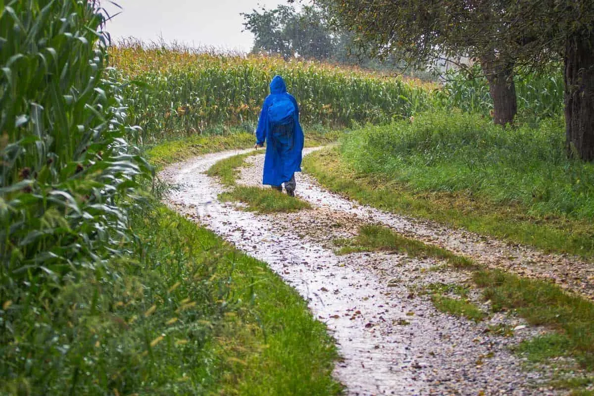 Hiker in a good quality blue raincoat walking next to corn fields. 