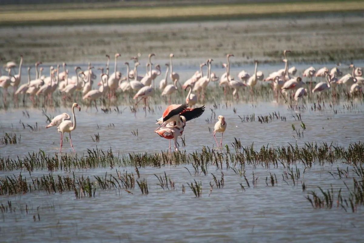 A large flock of pink flamingoes in wetland. Best things to see and do for free on Day Trips from Seville Donana National Park