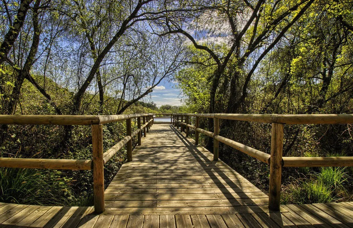 Wooden walkway through the trees. A great place to spend time on a free thing to do on your Day Trips from Seville Donana National Park