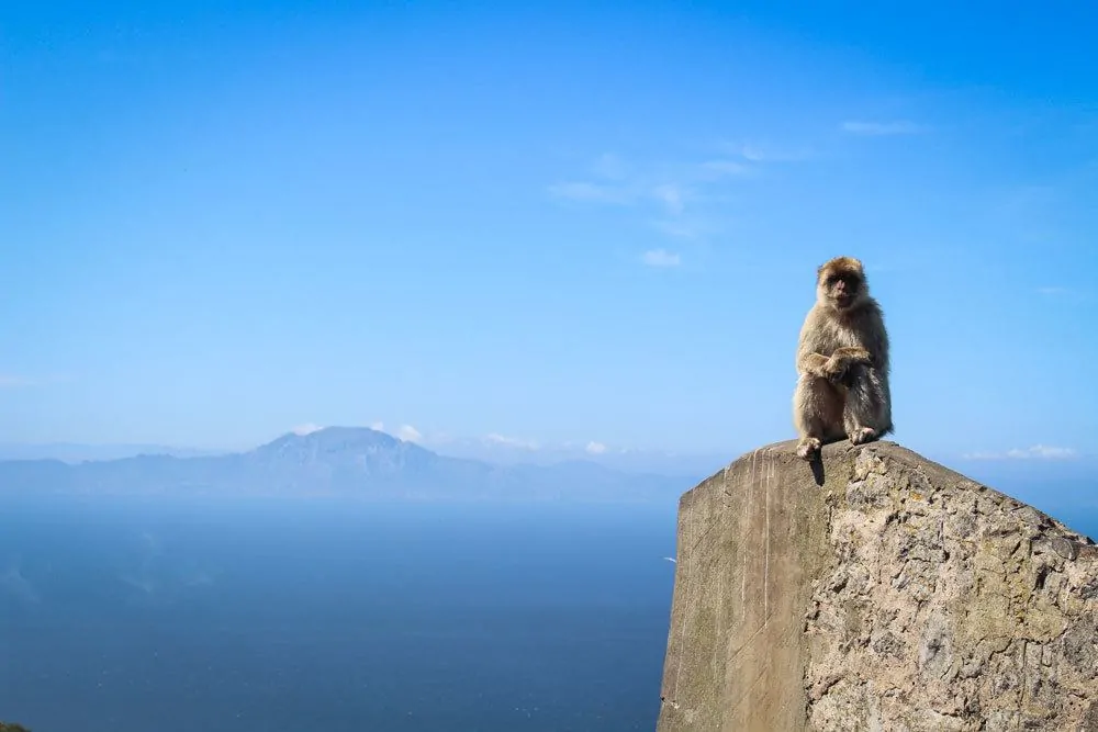 Barbary Macaques sitting on rock of Gibraltar. Add this to your Seville itinerary, a Day trip from Seville to Gibraltar