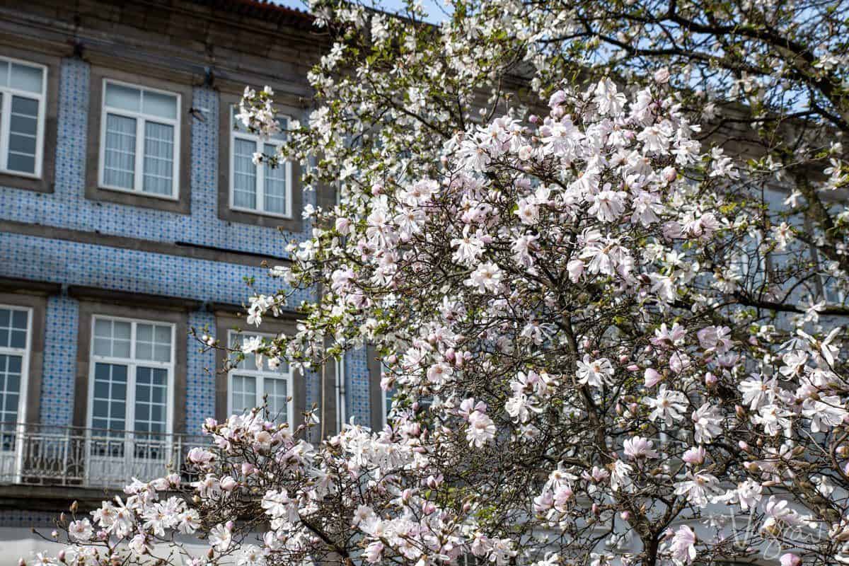 Delicate white orange blossoms in spring in the gardens of Porto. 