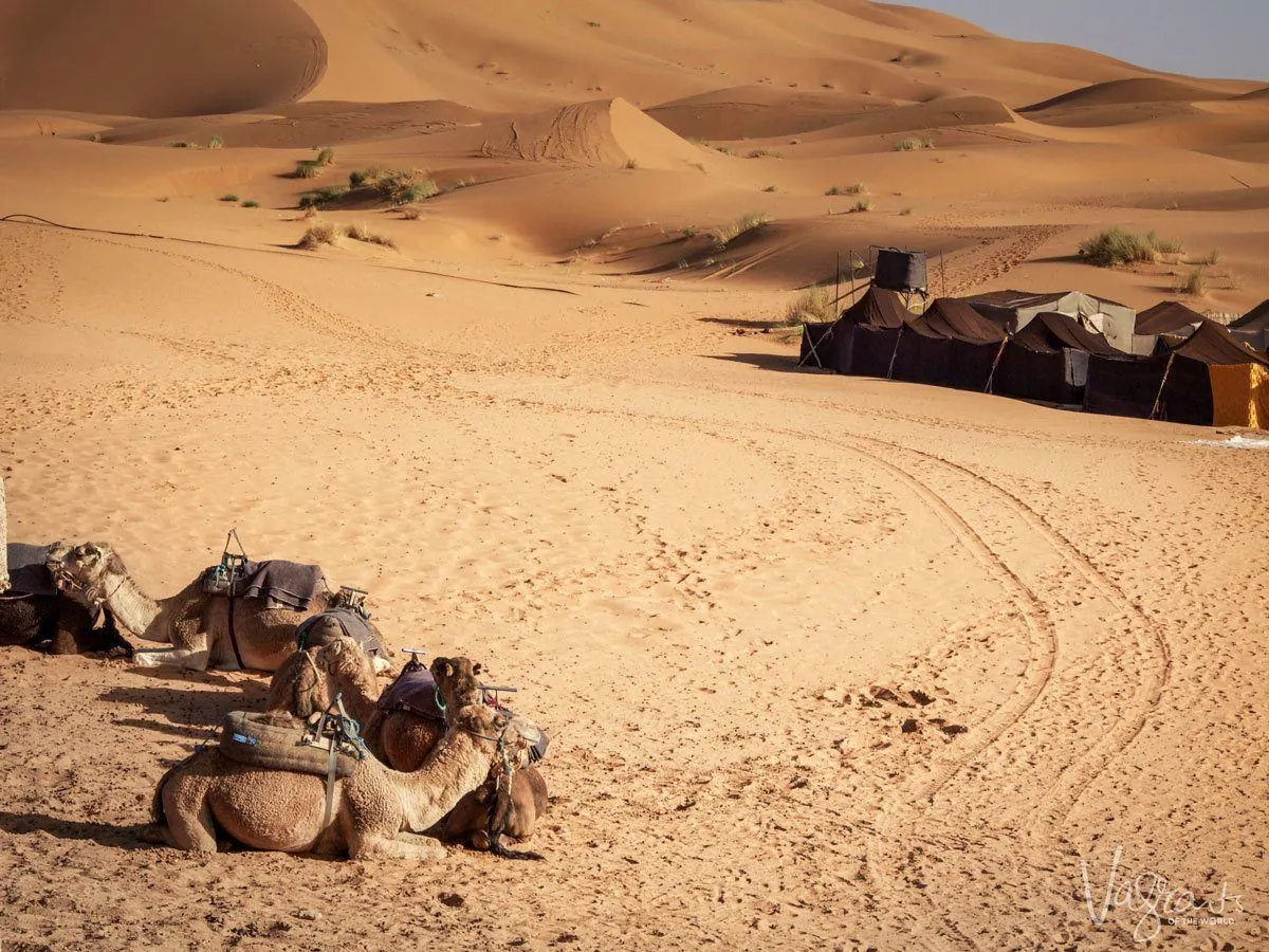 Tents and sleeping camels in the sahara desert, Morocco. 