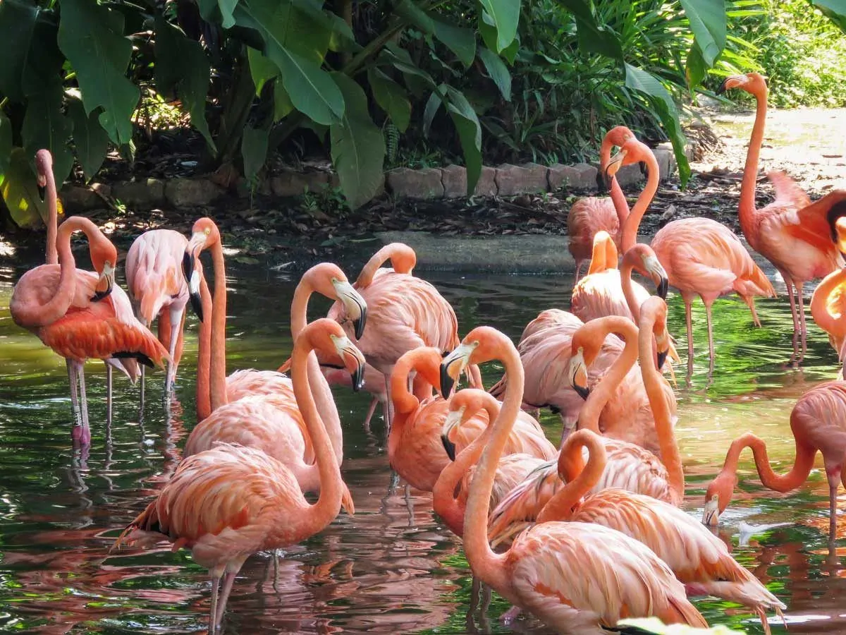 Group of pink flamingoes standing in a pond. 