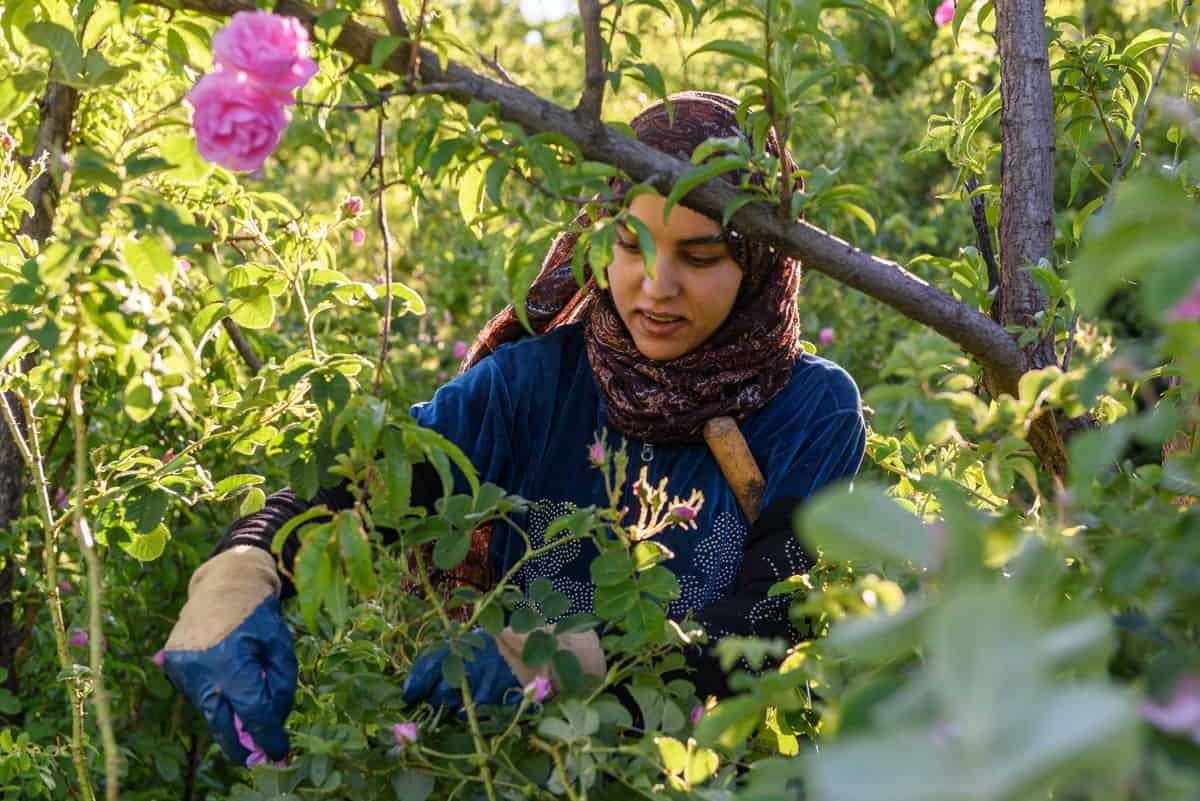 A Moroccan Lady harvesting roses in the Valley of the Roses.