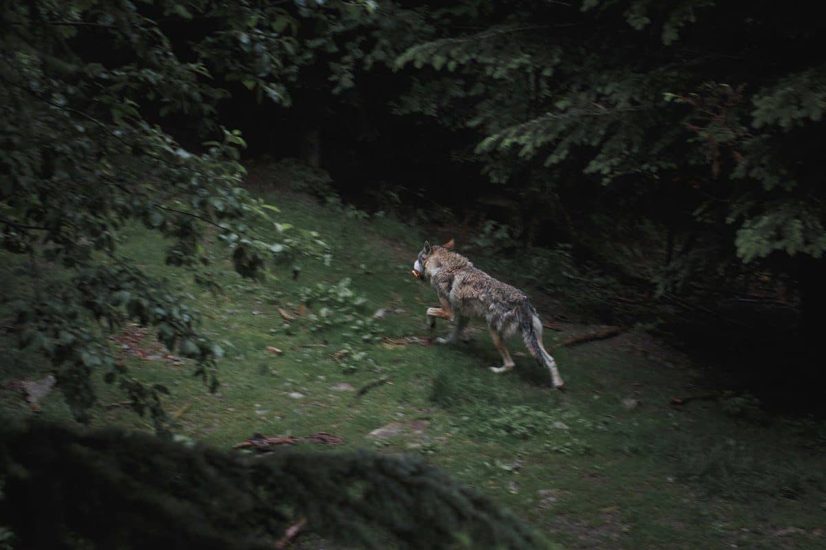 wolf walking through a romania forest at dusk.  Romania ranks highly for best wildlife and wilderness destinations.  If you are planning to have the best wildlife vacation that is also affordable then Romania is a great choice.