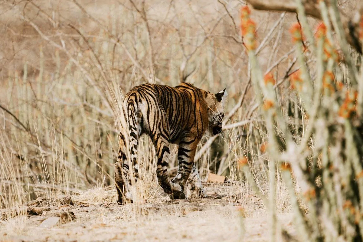 Tiger walking through the bush in central India.  India is one of the best places to see tigers in the wild