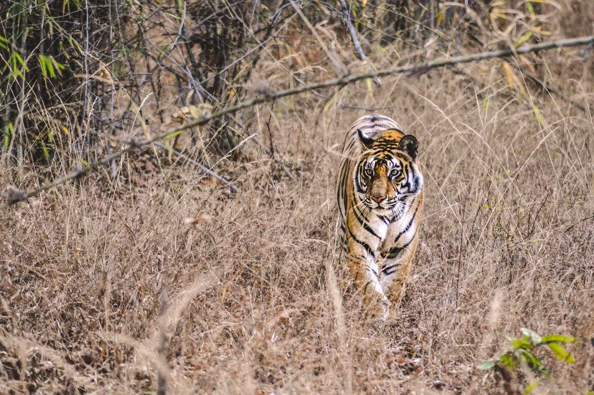 tiger walking towards you in the bush in central india.  Seeing this majestic animal in the wild makes for the best wildlife and wilderness experience