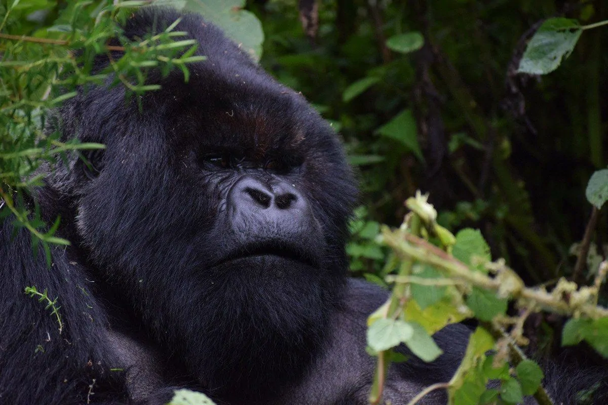 close up of black gorillas face. To keep and preserve the best wildlife and wilderness destinations it is necessary to look after our natural resources.