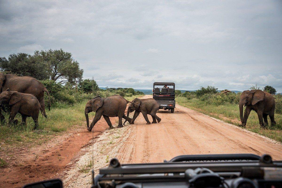 elephants large and small crossing the dirt road in front of your safari truck.  these are the sights that make for the best wildlife vacation