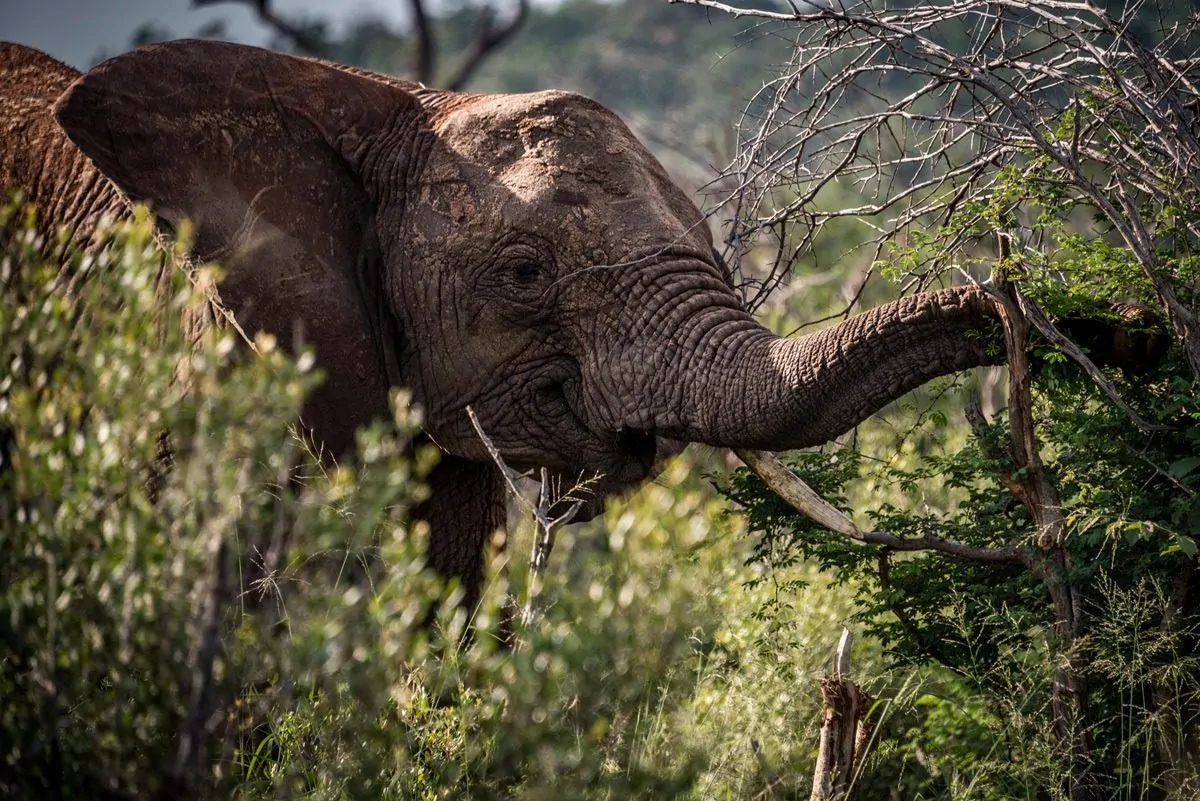 Elephant eating leaves from tree in Southern Africa.  Africa still rates as the greatest wildlife and wilderness destination that is accessible to all types of tourists and travellers.  It is a truly great wildlife vacation.
