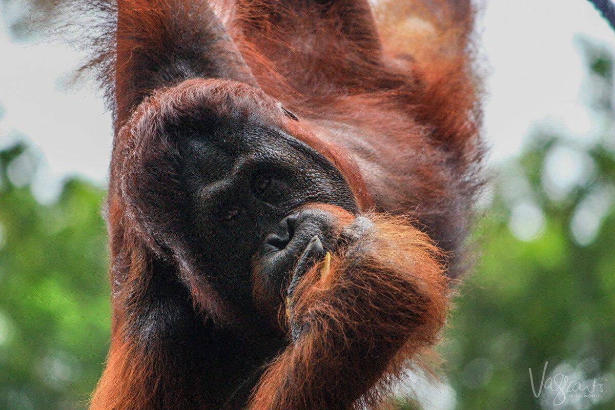 Orangutan with hand in his mouth hanging from a tree in Borneo. Looking for the best places to see wildlife then Borneo is a well kept unique secret as it houses some of the best wildlife and wilderness in the world.