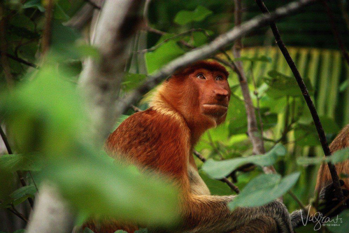 A cheeky little proboscis monkey in Borneo the home to some of the best wildlife and wilderness in the world