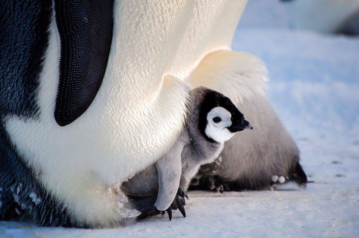 Penguin chick sitting on mothers feet in Antarctica. The best wildlife and wilderness destination in the world