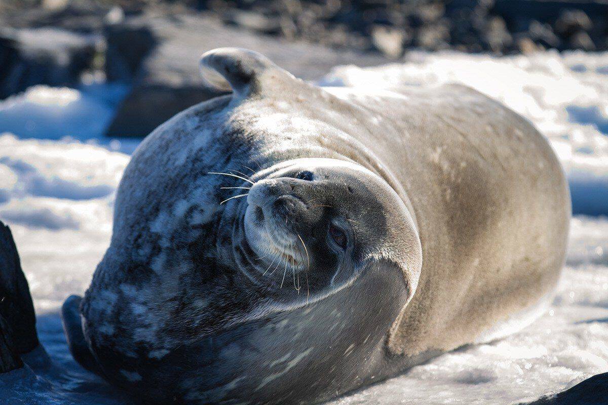 a large seal laying on the ice in Antarctica.  This is truly the worlds best wildlife and wilderness destination