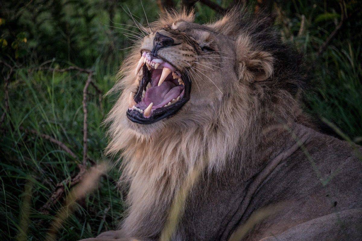 Lion baring its teeth.  Africa still rates as the greatest wildlife and wilderness destination that is accessible to all types of tourists and travellers.  It is a truly great wildlife vacation.