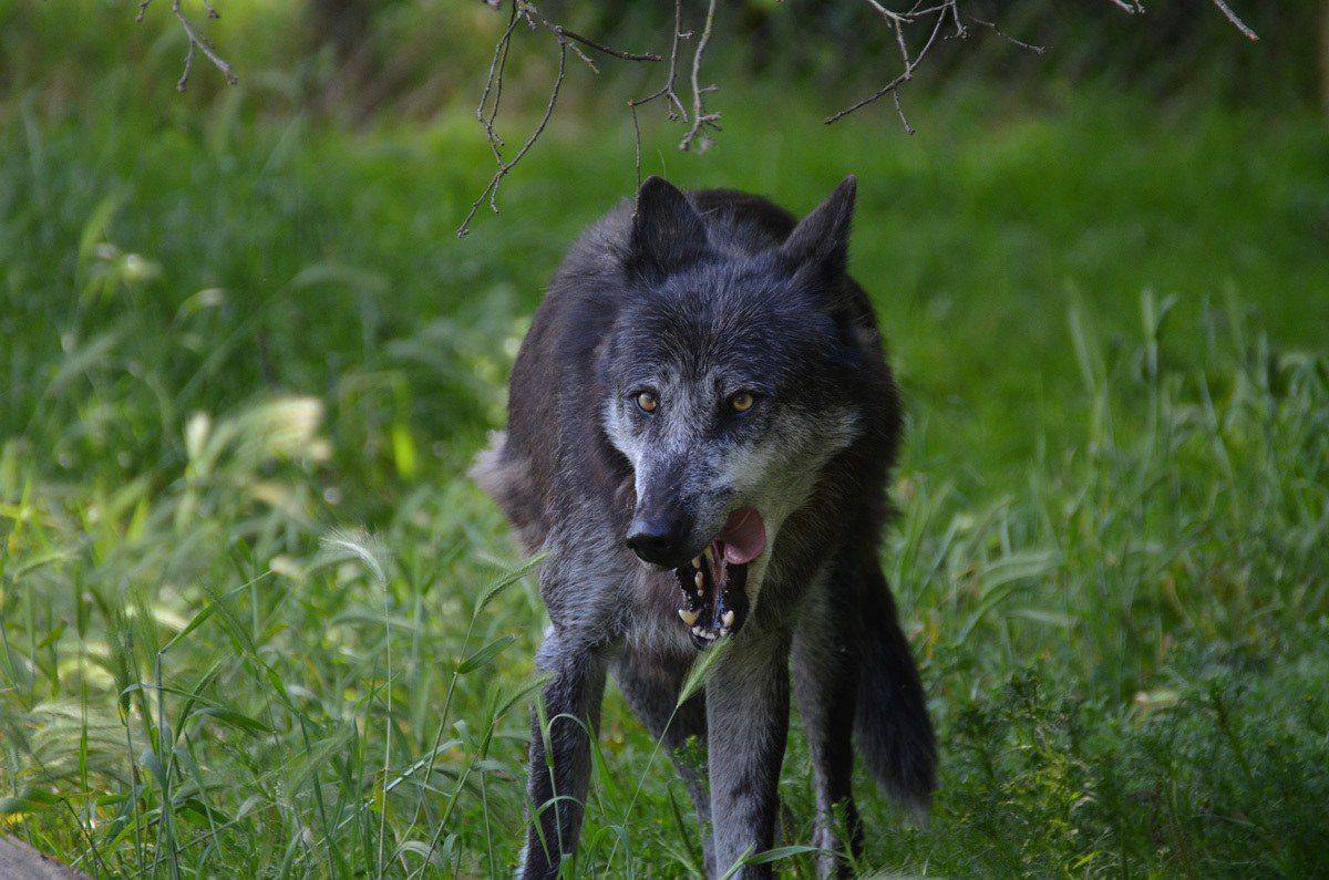 wolf in a meadow in Romania which is one of the best places to see wildlife on your best ever wildlife and wilderness vacation