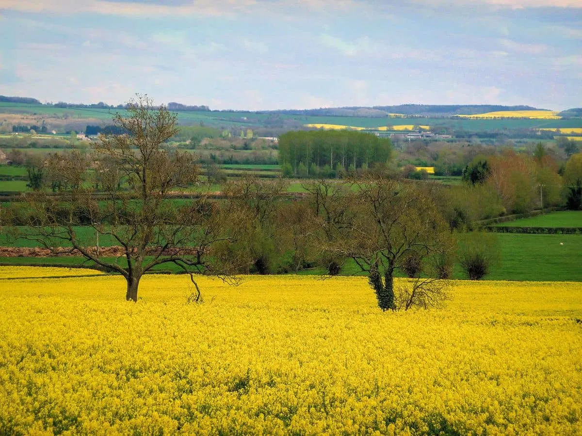 a field of yellow flowers with trees and green pastures in the distance.  A great reason to take a self guided walking holidays is slowly seeing and absorbing the nature around you